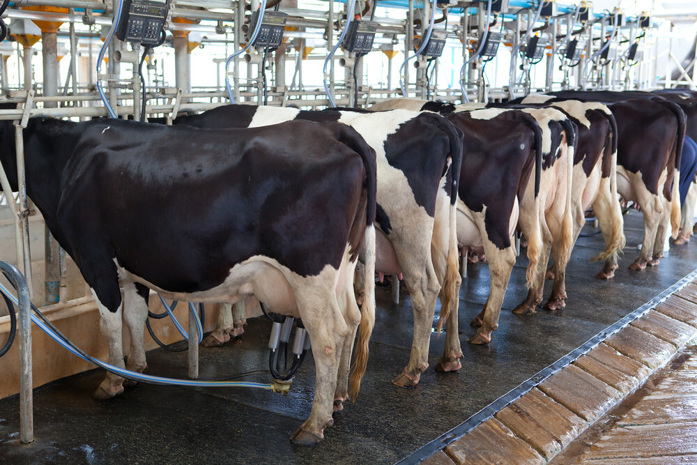 UK dairy production remains strong amid record milk supply
