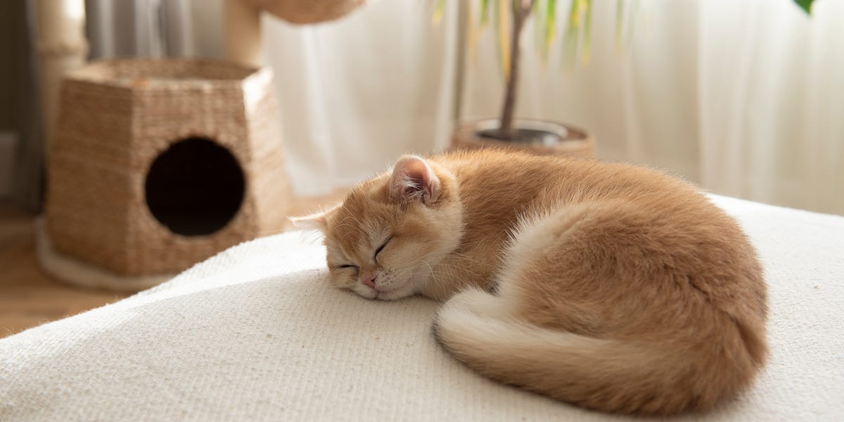 Designers Say "Cat Furniture" Is Having a Moment—Here’s What They'd Actually Put in Their Homes