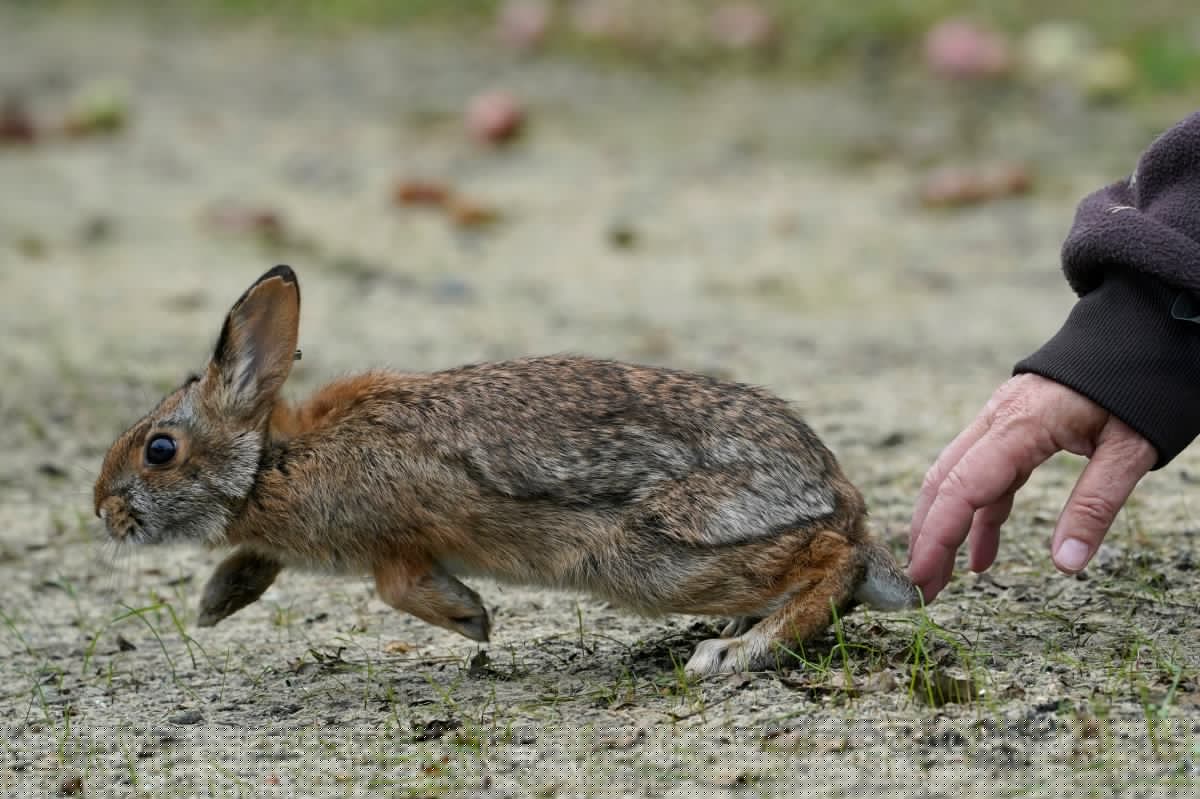 Nueva York alerta por cuarto caso de tularemia en Long Island: síntomas y cómo prevenir la “fiebre del conejo”