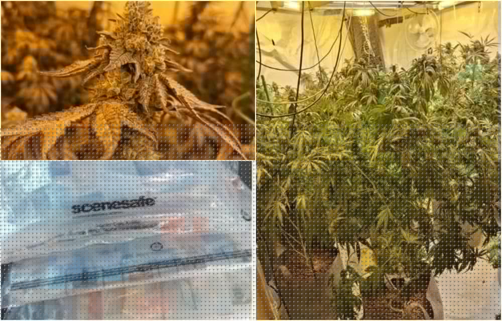 Two men in court following discovery of cannabis factory in Armagh