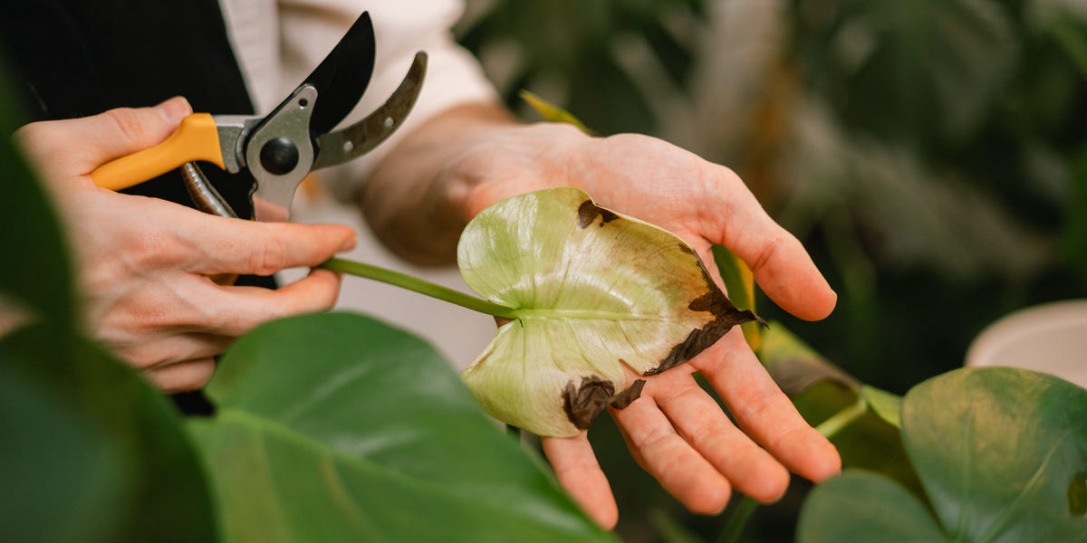 7 Mistakes That Are Sabotaging Your Houseplants—and How to Fix Them Fast