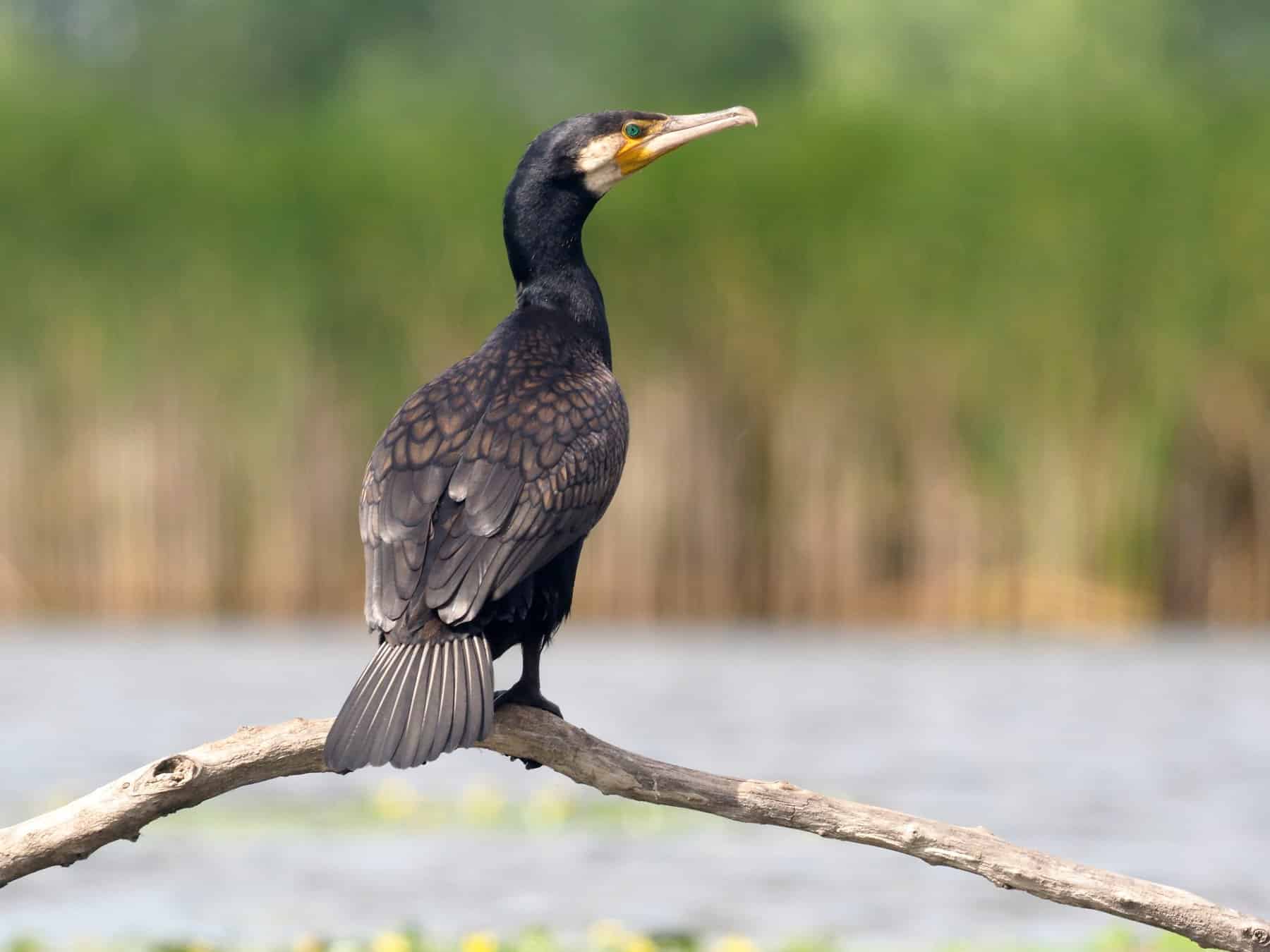 Government non-committal on adding cormorants to the quarry list