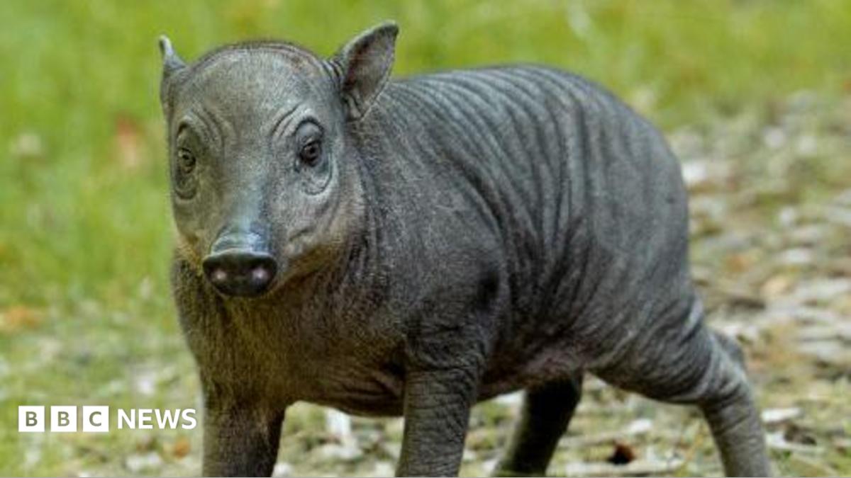 Rare piglet the size of 'a grapefruit with legs' born at zoo