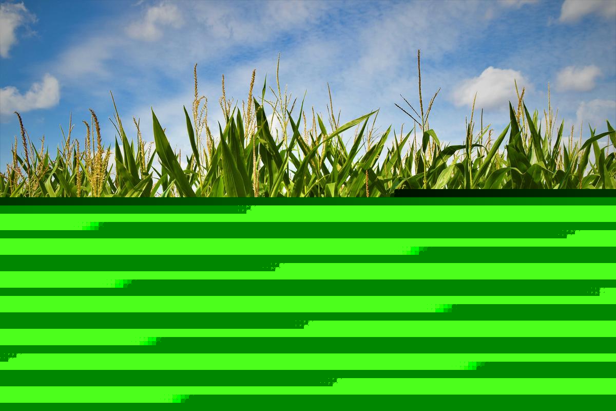 It's the Corns Fault We're All Miserable Right Now!