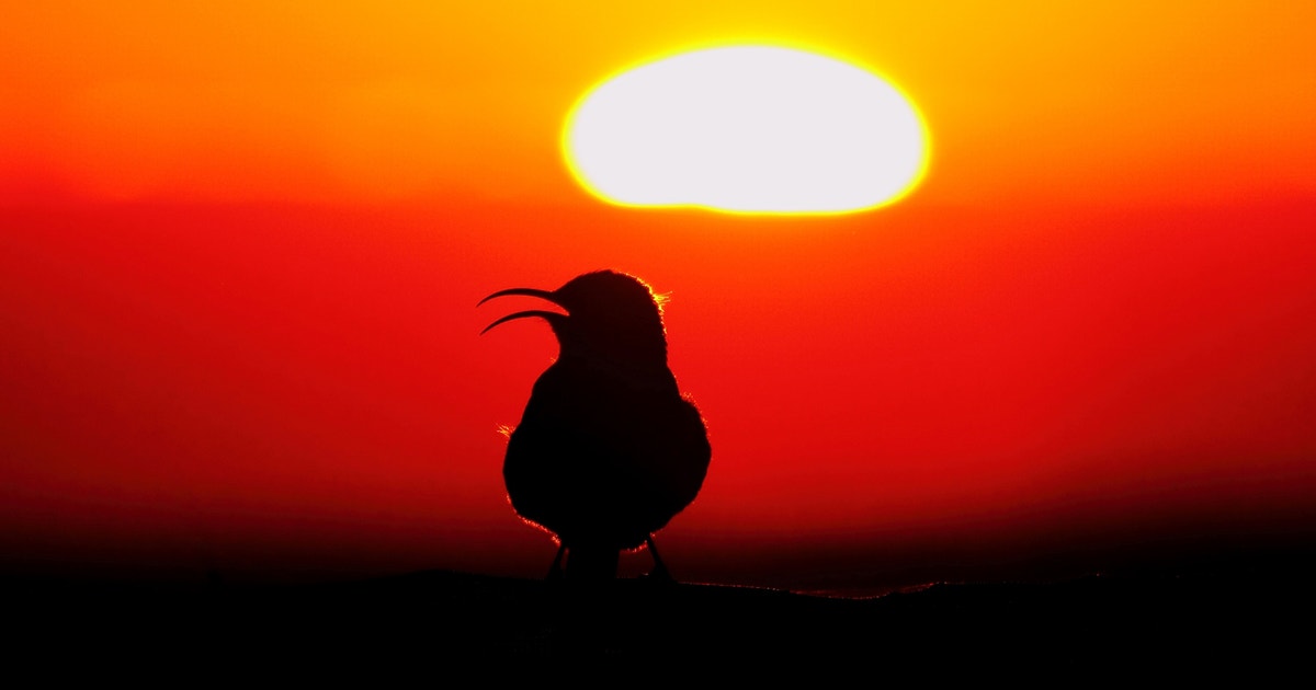 Growing Fire-Resilient Communities Through Native Habitat