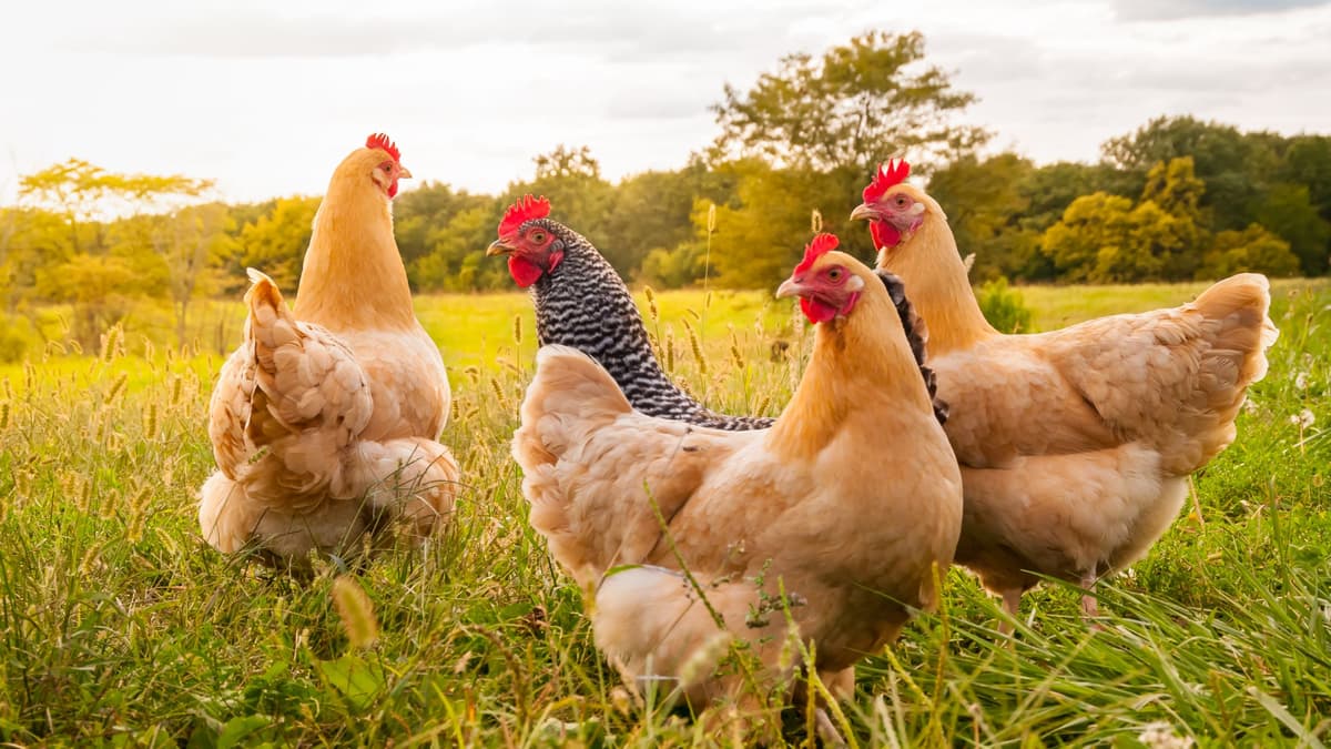 Parents in uproar over their children being served chicken from China in schools
