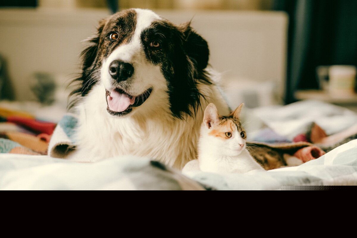Caro City Council considers strict three-pet limit