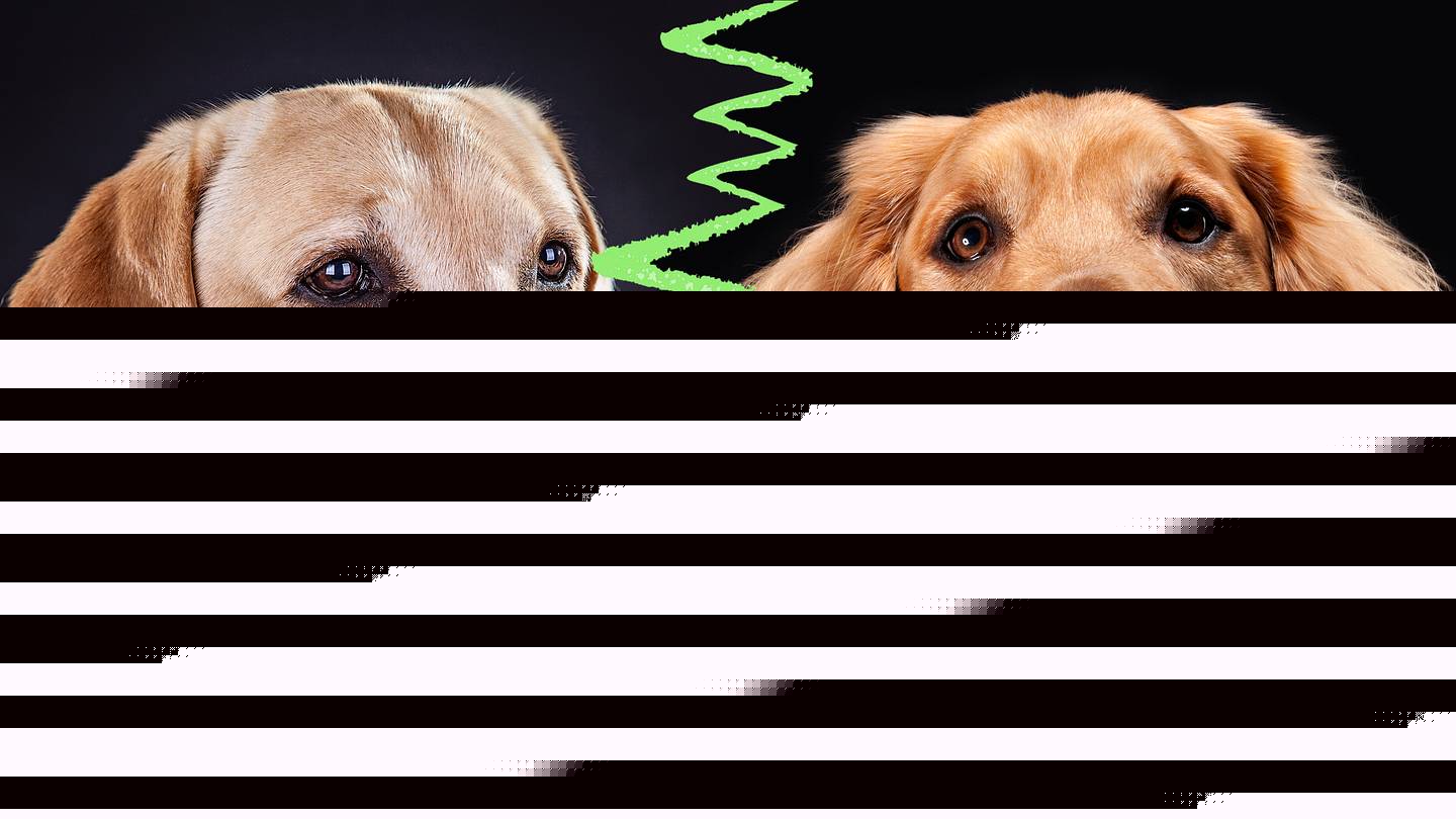 Labrador vs. Golden Retriever: What’s the Difference?