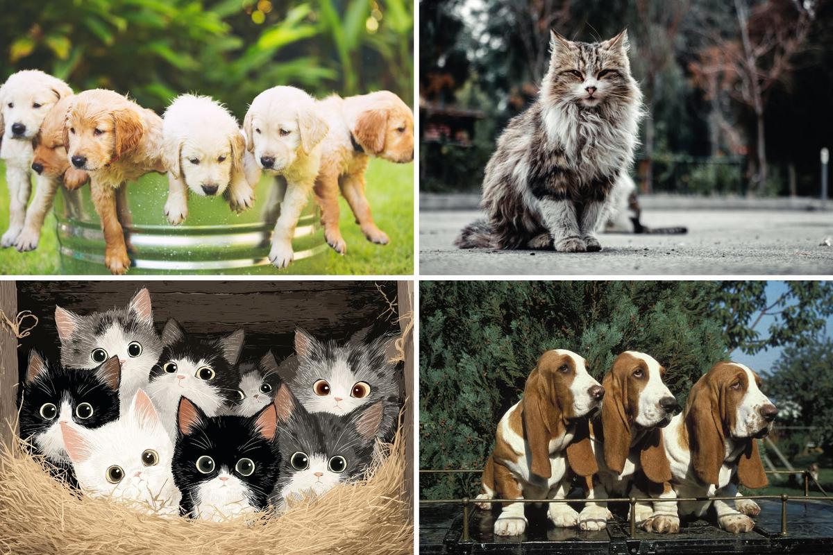 Montana Was Ranked The Purrrfect Place For This 4-Legged Friend