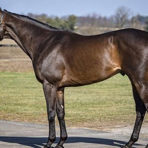 Sires Weekly Briefing: Honor A.P., Shancelot and more