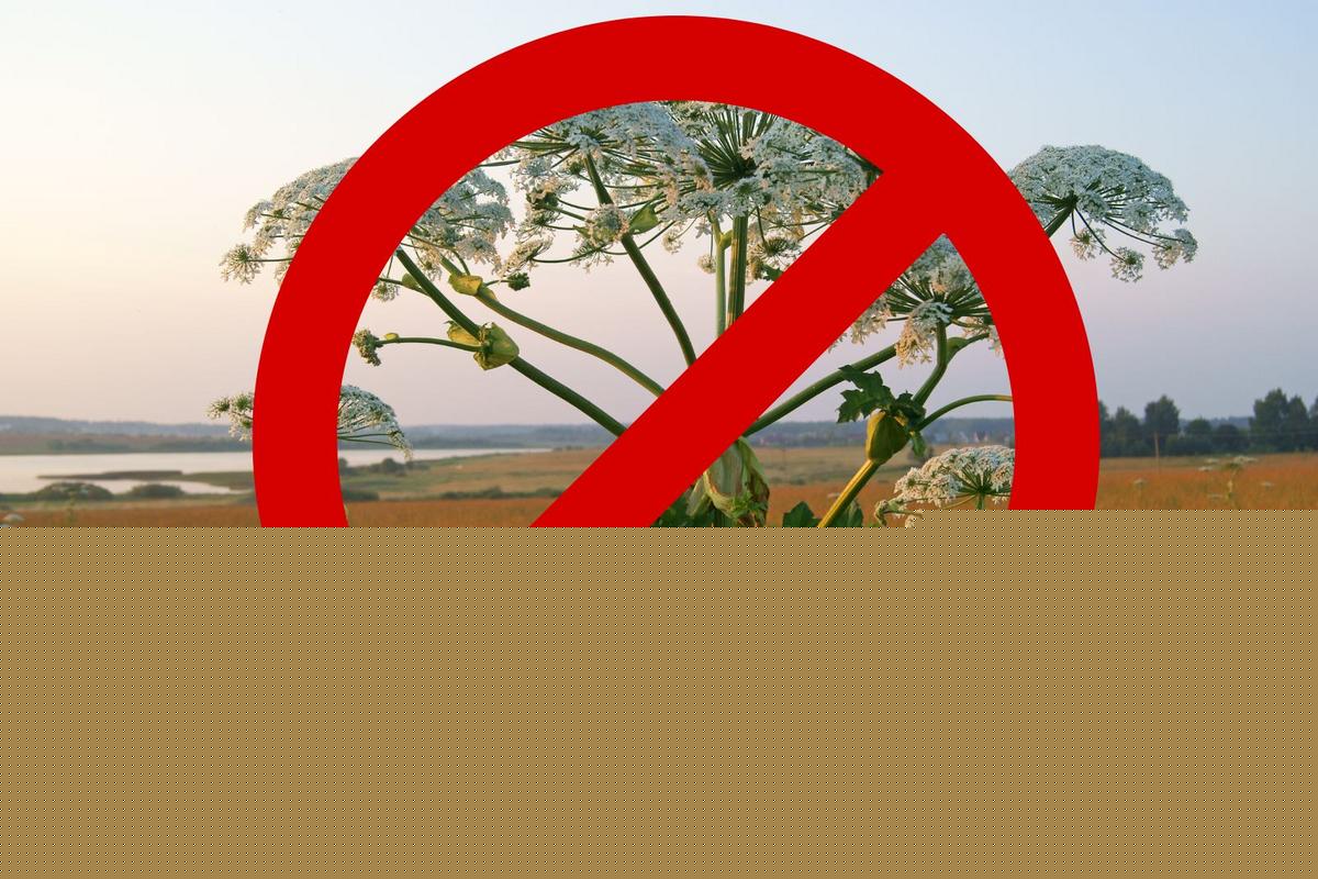 DEC Warns New Yorkers: Don't Touch This Dangerous Plant
