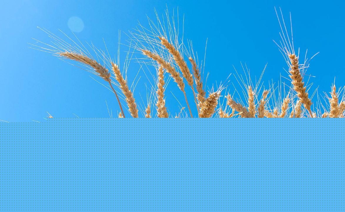 Wheat industry seeks USDA protein policy to offset price dockage