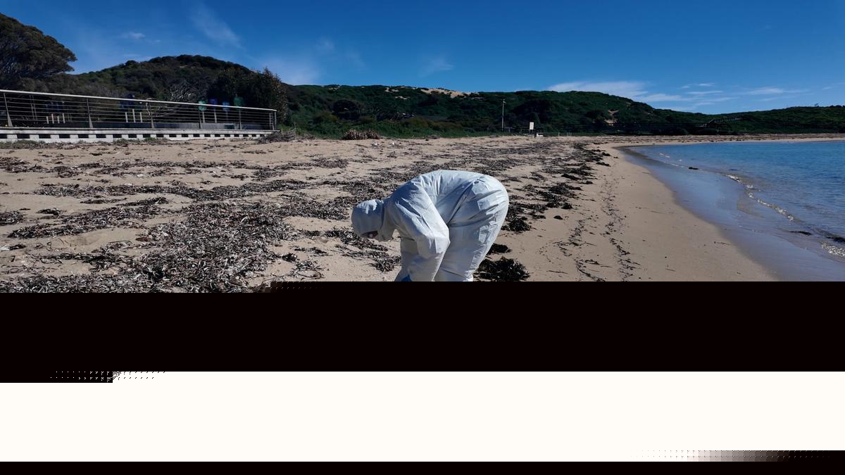 Testing confirms Rockingham’s iconic Penguin Island so far untouched by H5 bird flu