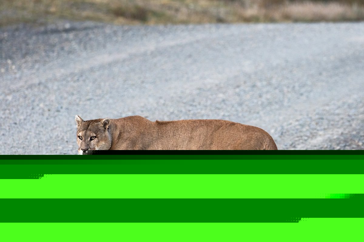 Mountain Lions Are Keeping Deer Off the Road, Study Finds