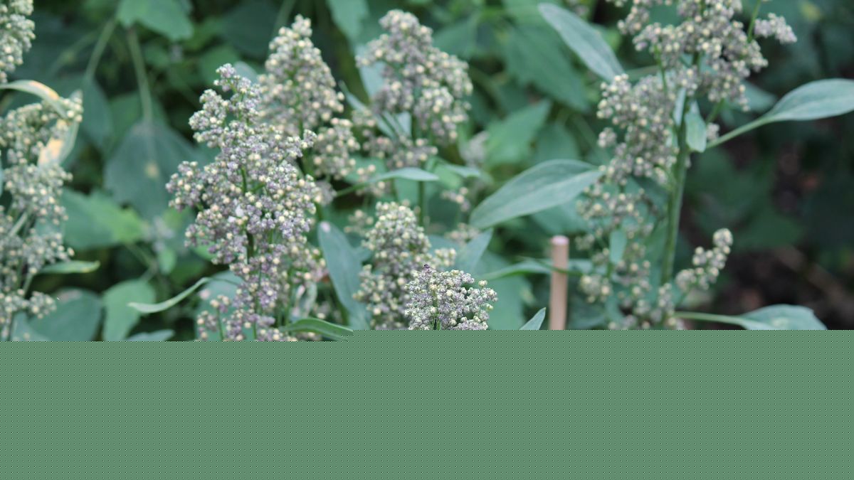Jumbo’s quinoa now comes from Groningen, not Peru