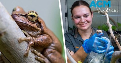 Extinction alarm sounds for tree frog in the path of Hunter Transmission Project