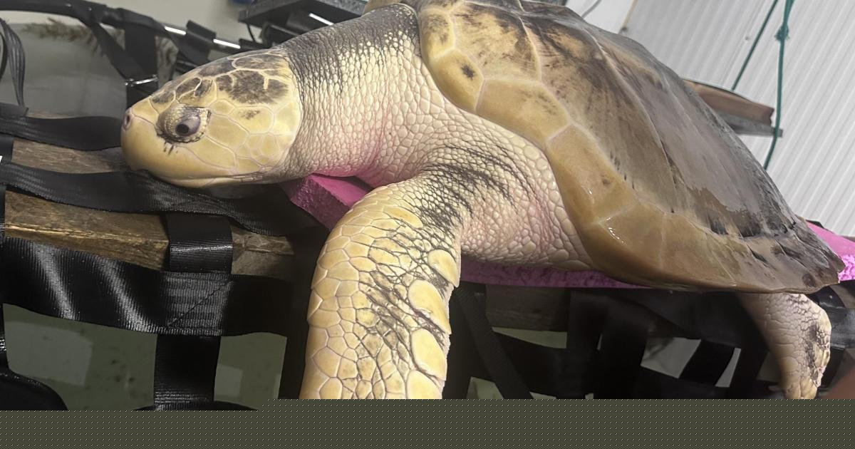 How a Pembrokeshire businessman is helping an endangered turtle get 5,000 miles home