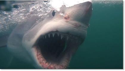 Shark attack kills surfer off Sydney beach in Australia - first such death there since 1963
