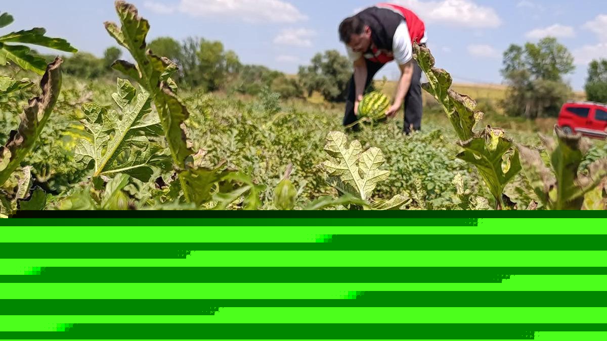 Tekirdağ karpuzu tezgâhlara çıkıyor