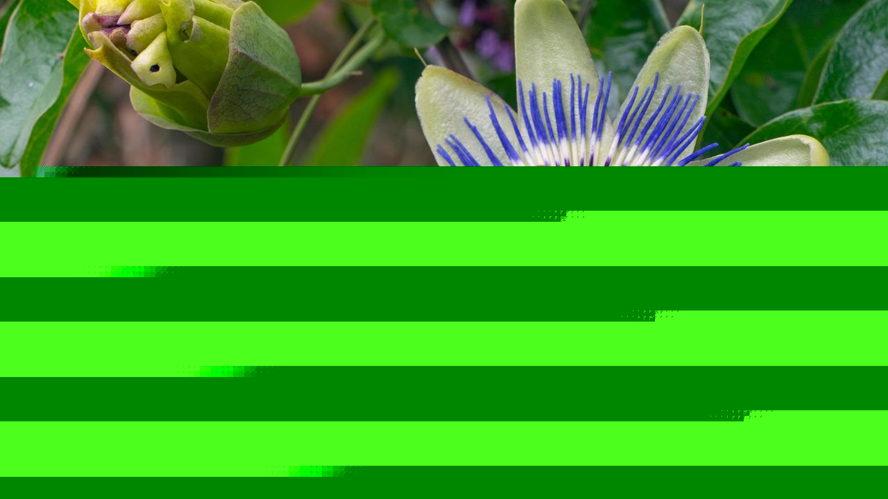 How to grow passion flower and other exotic climbers in the UK