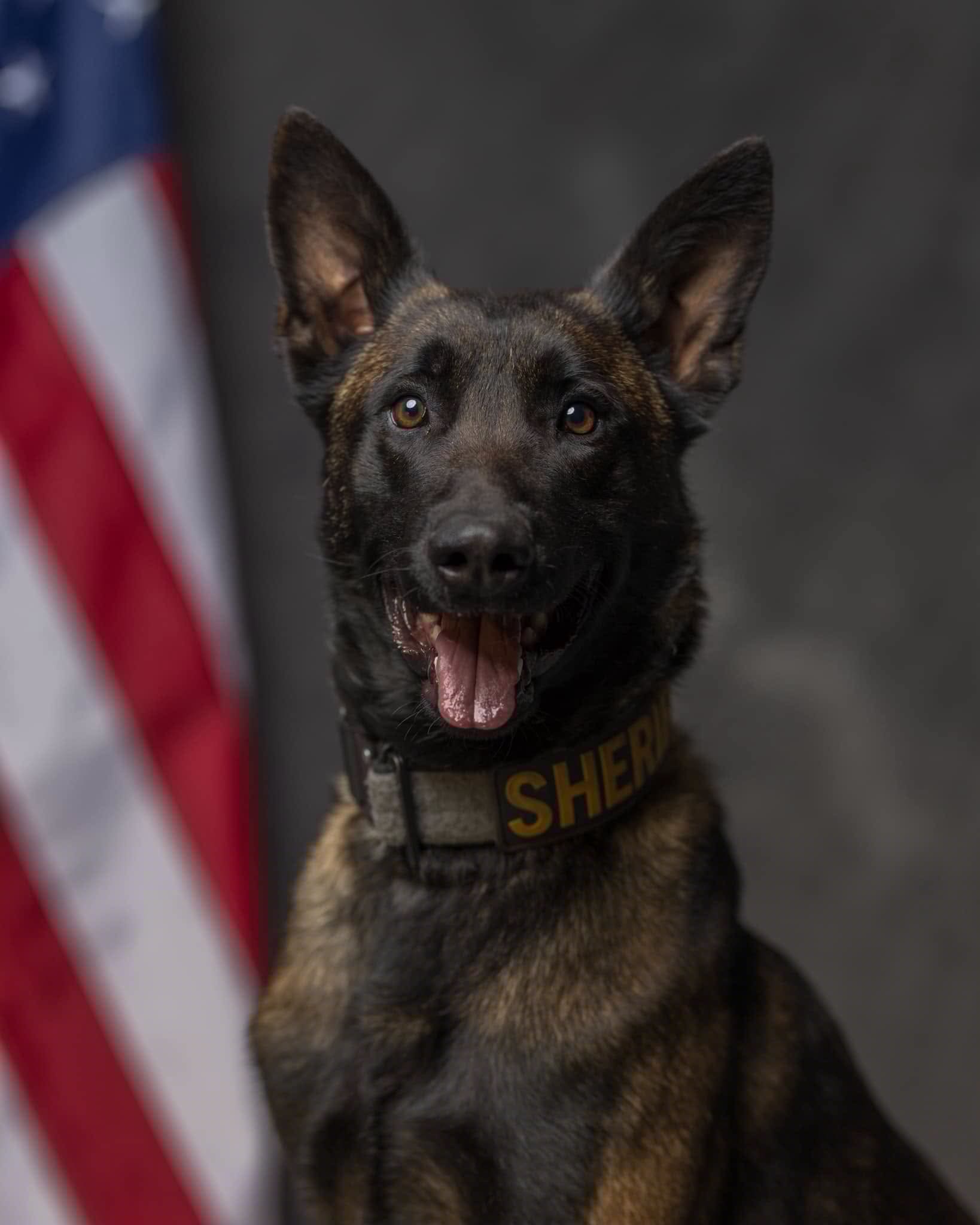 La Porte County Sheriff’s Office announces retirement of K9 Bosco