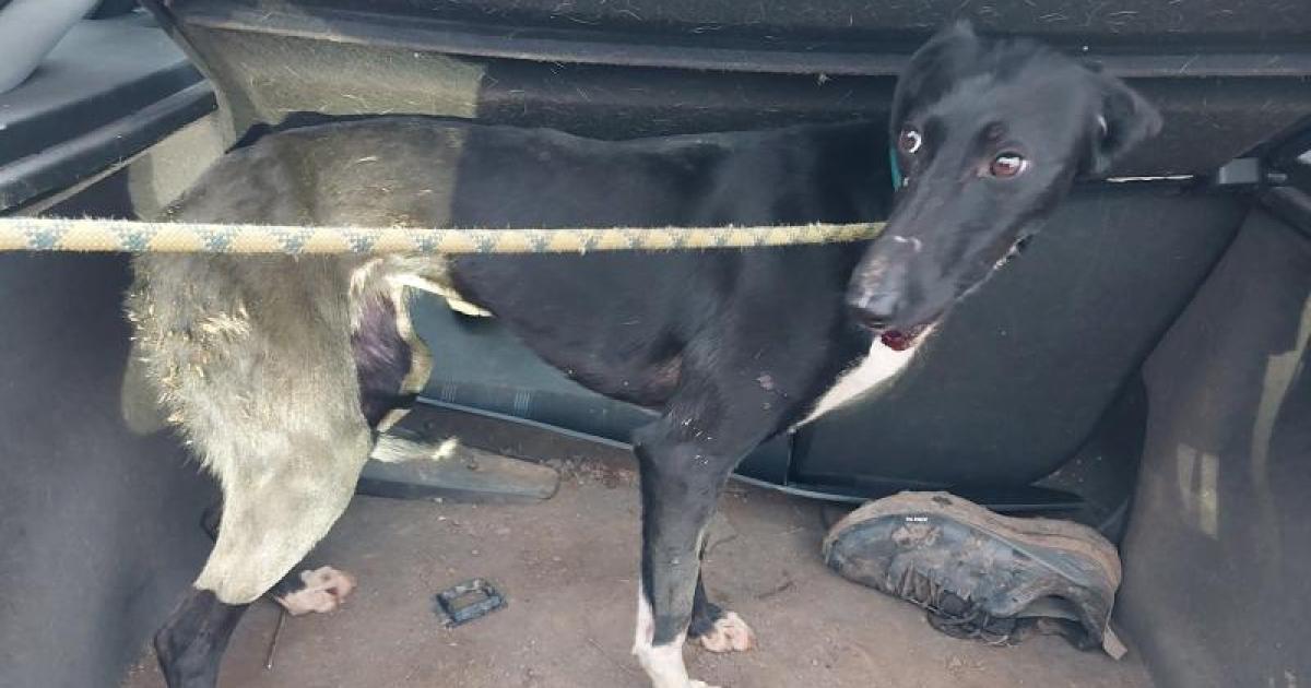 North Yorkshire man caused 'horrendous suffering' to dog