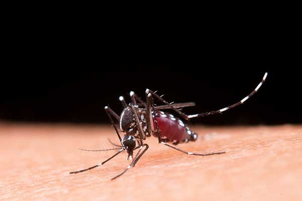Byline: What Arizona Families Should Know About Insect Bites