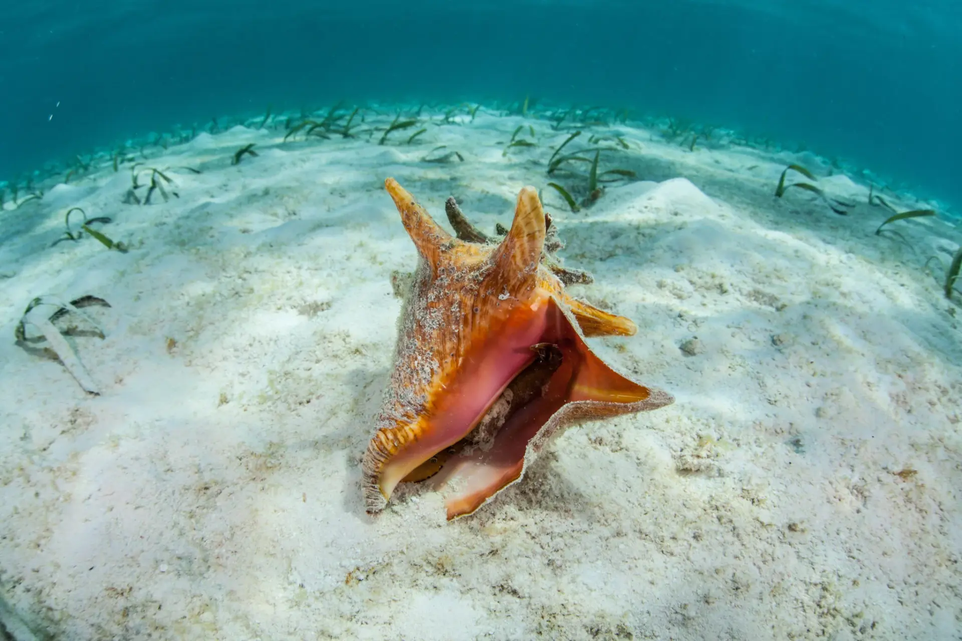 Belize in October: Celebrate the Start of Conch Season