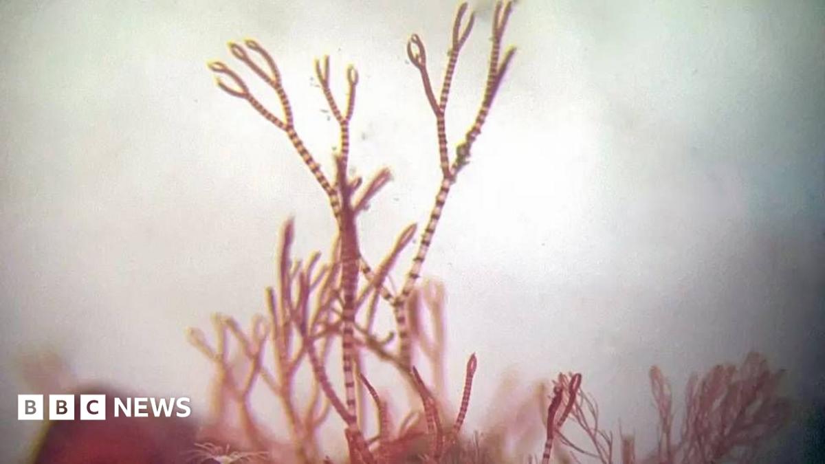 Decades-long search ends with discovery of new marine species