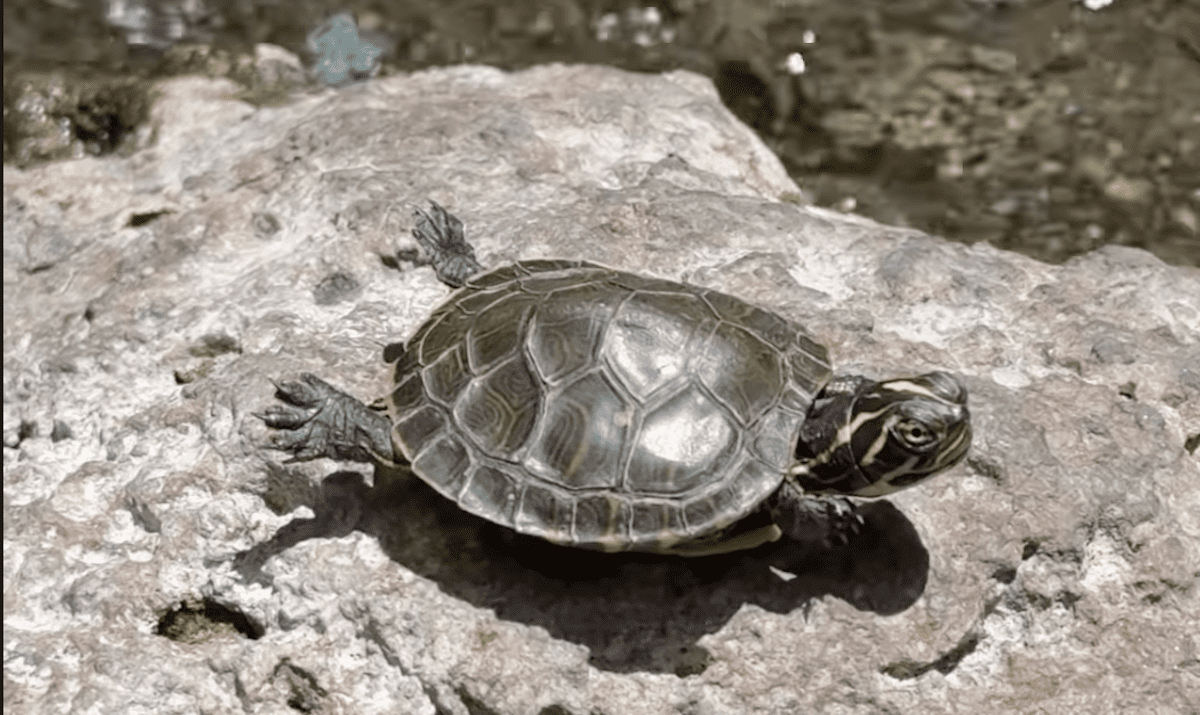 Comment on Santa Barbara Donut Shop Asks for Thieves Caught on Camera to Return Pet Turtle by sacjon