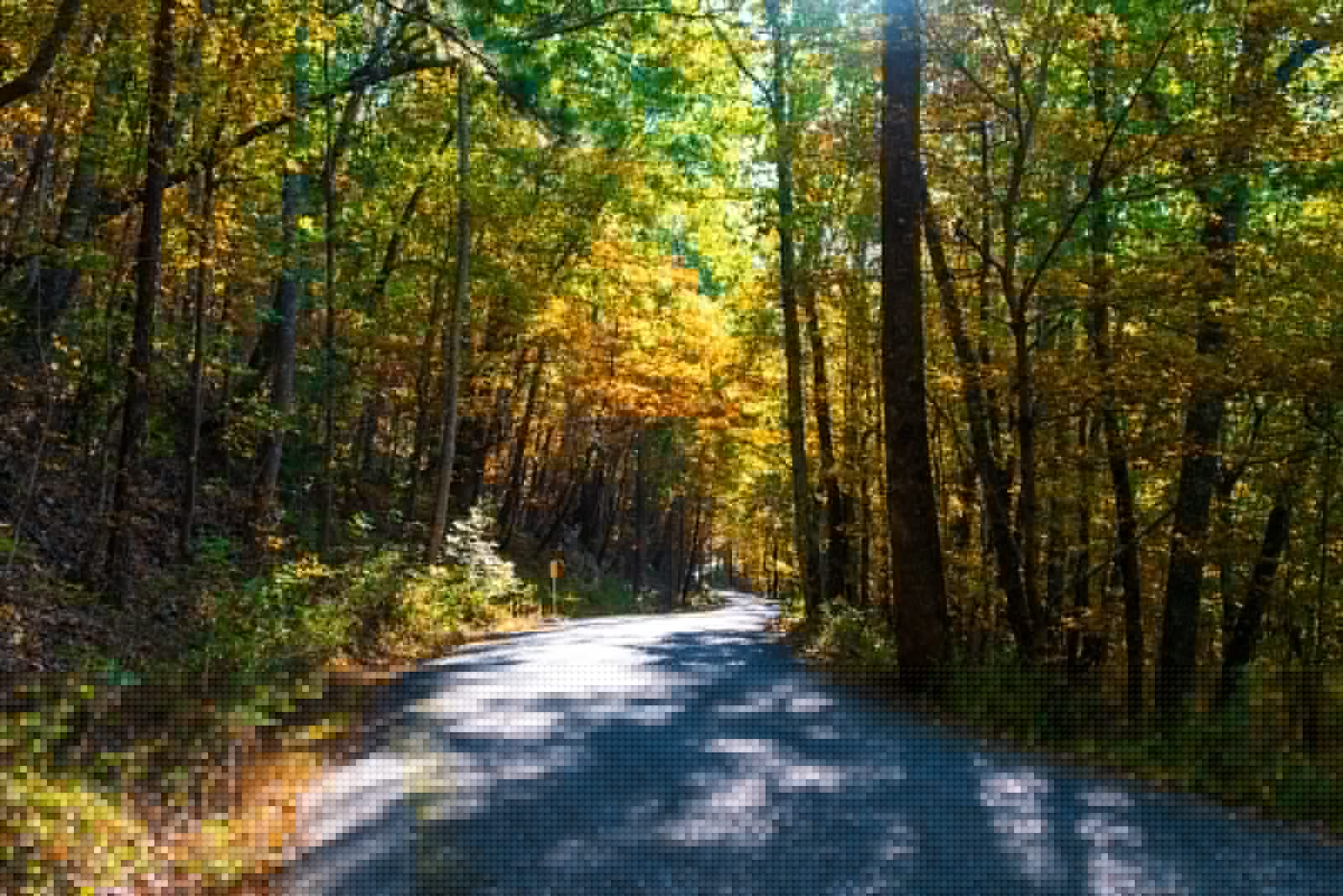 The Bham metro has the most tree canopy out of the state’s other urban areas. What does that mean?