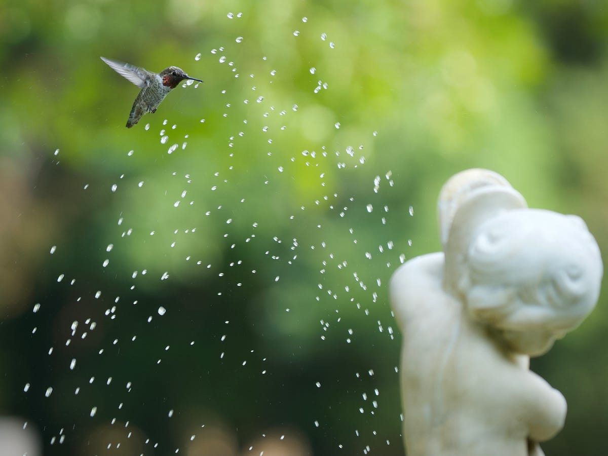 How to Create a Water Feature Hummingbirds Will Actually Use