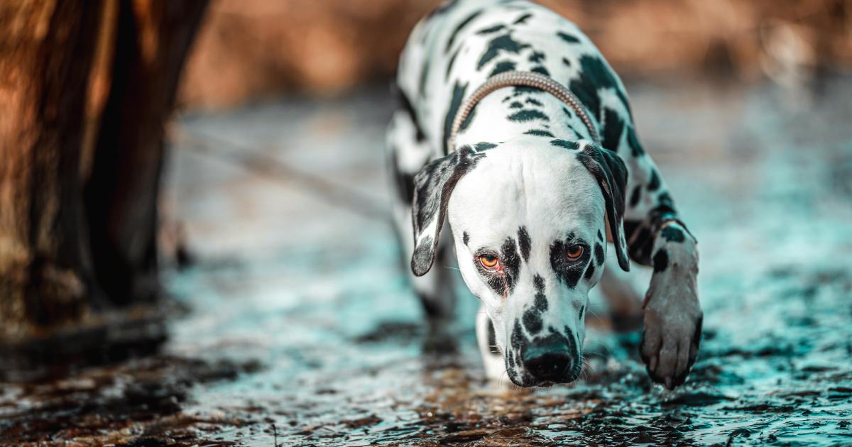 Hidden dangers in calm water leave dog owners facing devastating heartbreak