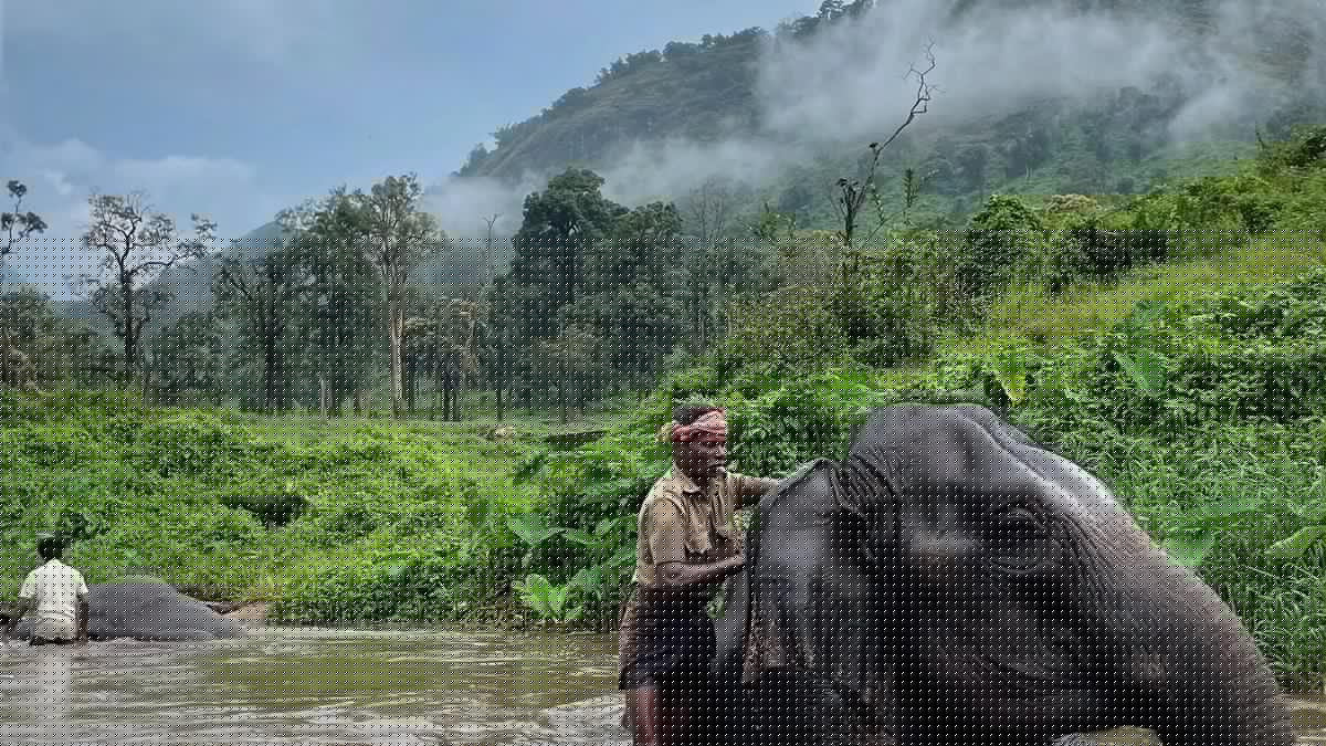 The elephant whisperers of the Western Ghats