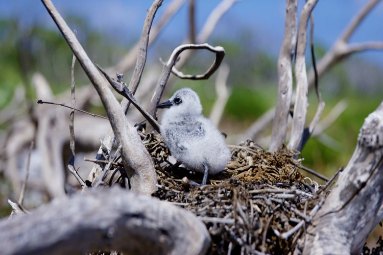 Major recovery of plants and seabirds on Marshall Islands