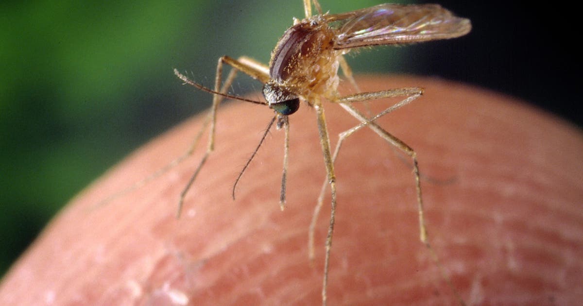 There are now more ‘mosquito disease days’ in 95% of major US cities: See the map