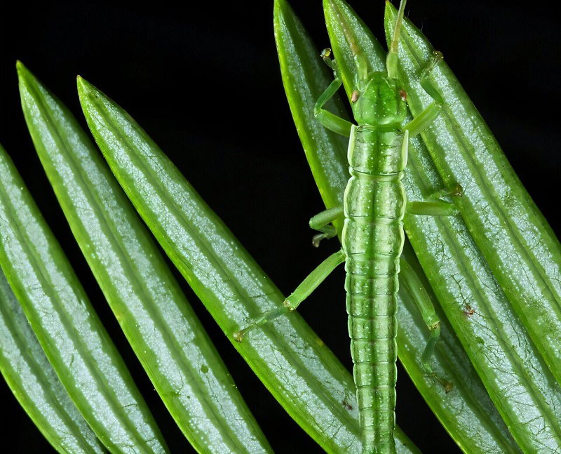 A Million Years Without Sex Leaves Stick Insects with a Surprising Genetic Secret
