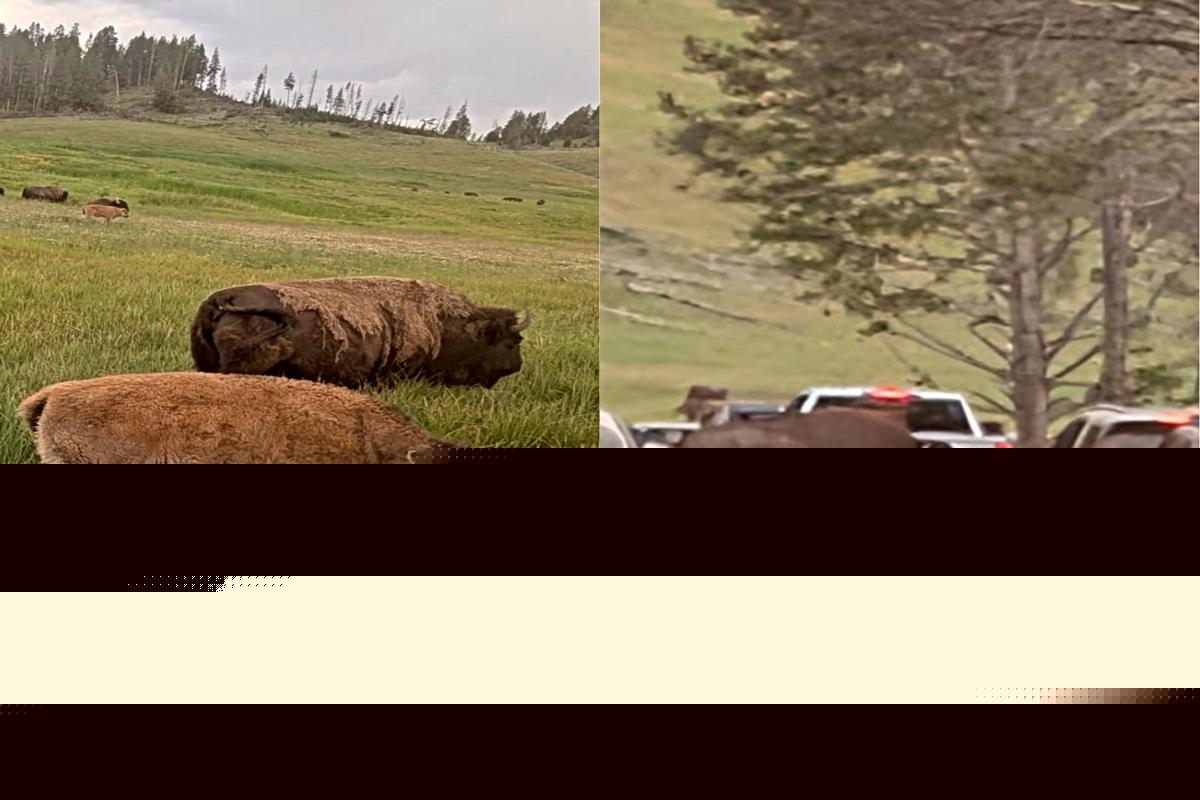 GALLERY: Bison Still Run Things At Yellowstone National Park