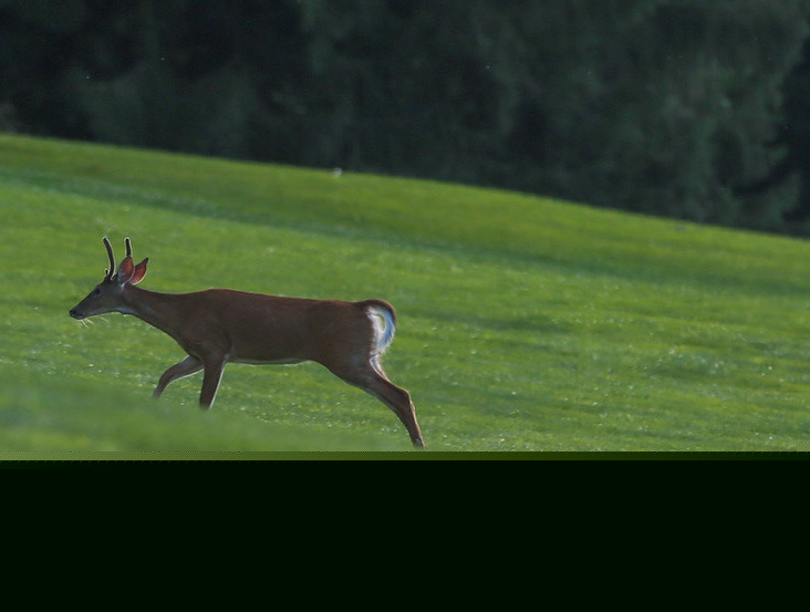 Fairway Visitor At EF Golf Practice