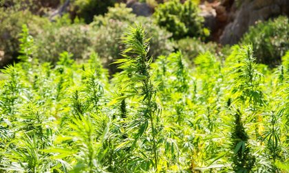 South Carolina Lawmakers Advance Hemp Restriction Bills, Including One To Allow THC Drinks