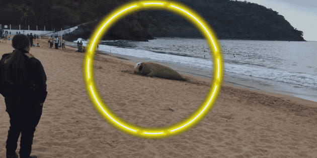 ¿Está enfermo el elefante marino de Playa Los Ayala? (FOTOS)
