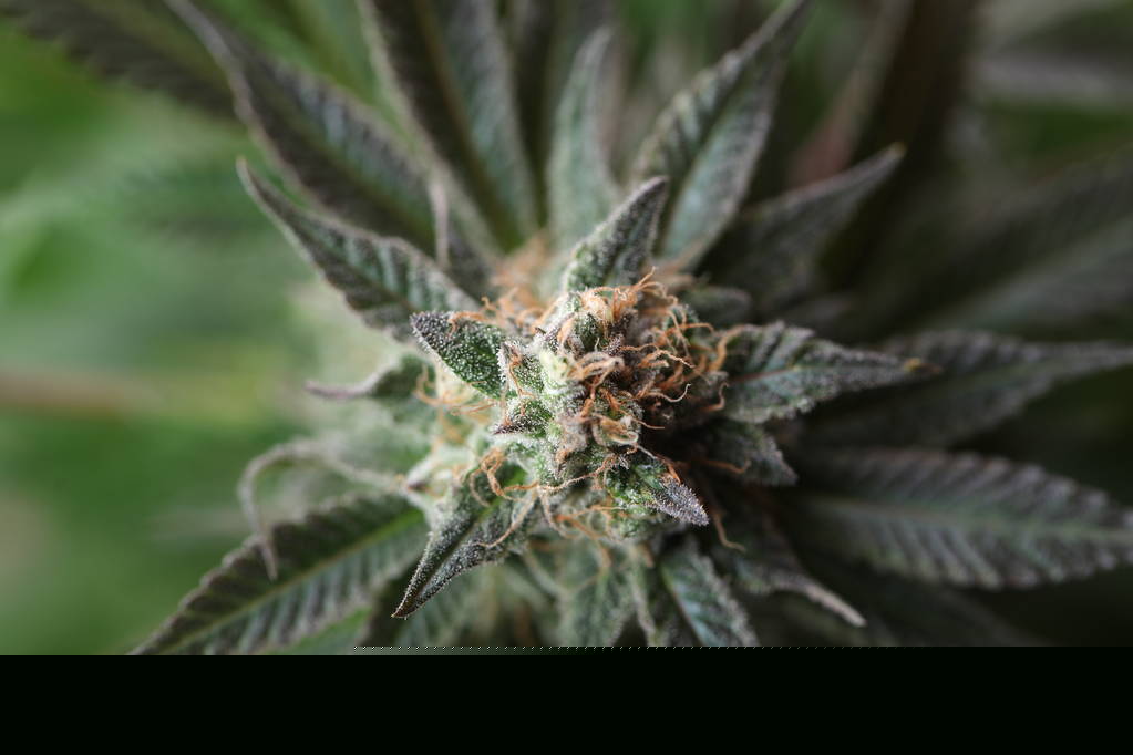 These States Are Poised to Legalize Medical Cannabis in 2026