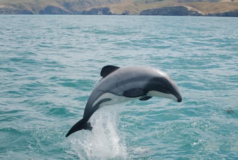 Animals - Hector's Dolphin