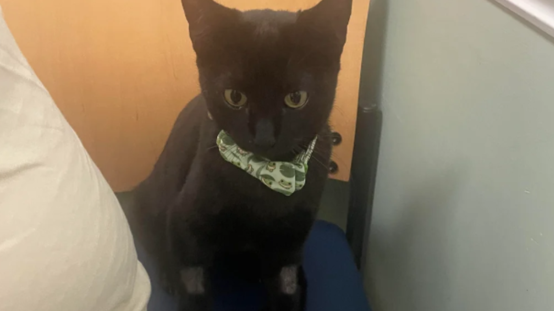 'Went on a family vacation to Puerto Rico and came home with a kitten': The story of how any situation can be struck by the cat distribution system