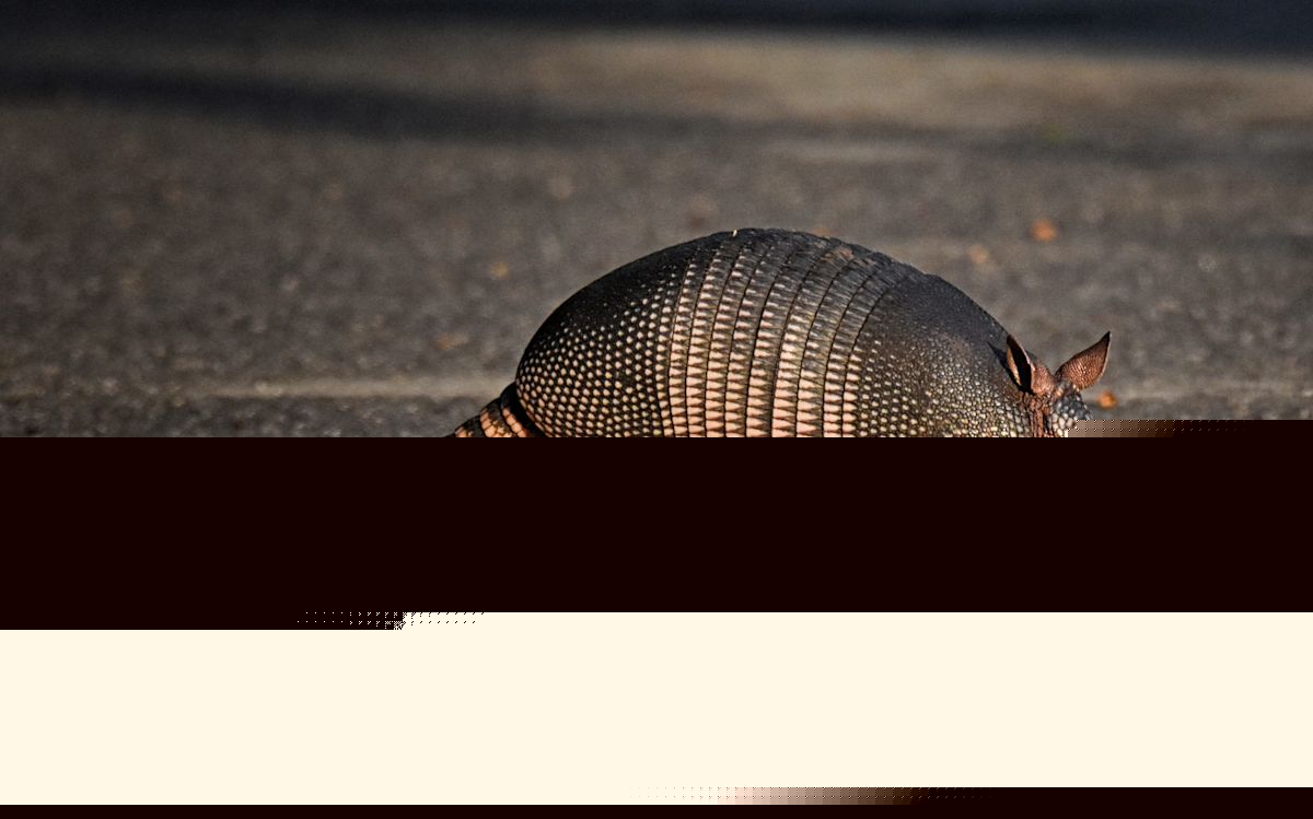 A 4,000-year-old disease is on the rise in this state thanks to armadillos