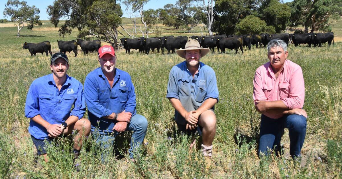 New SA commercial Angus bull sale offers $260,000 worth of 'sire power'