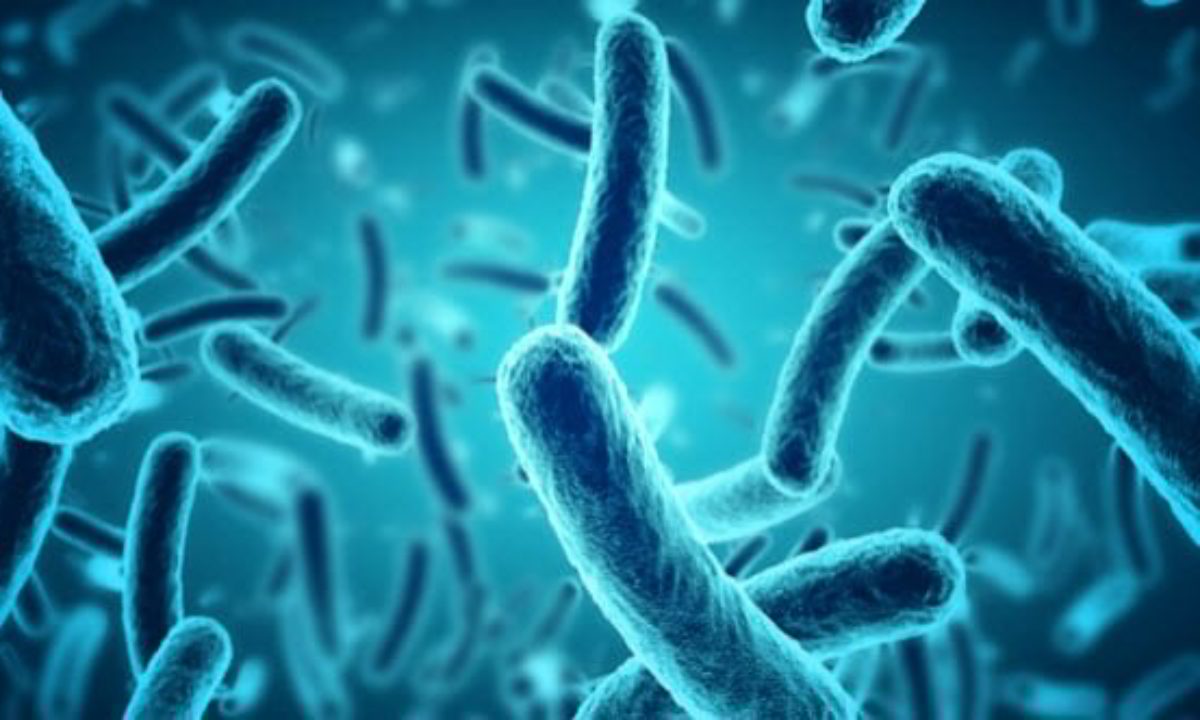 Comment on 10 Bizarre Finds And Projects Involving Bacteria by 10 Nightmarish Flesh-Eating Pathogens That Consume Humans - Sky Forbes