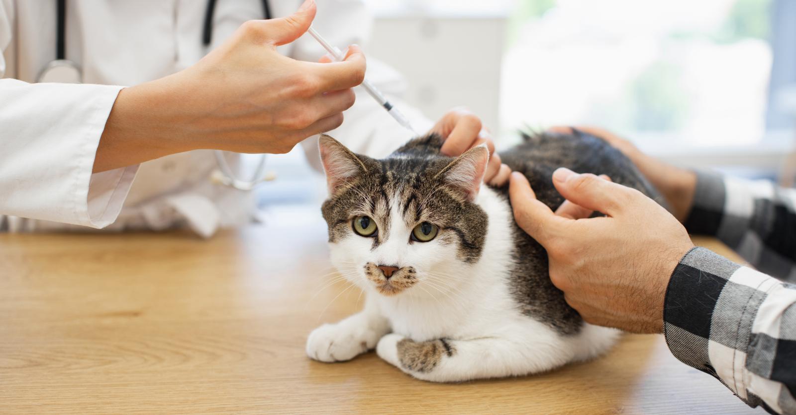 Chez les propriétaires de chiens et de chats, les «antivax» ont aussi progressé: «Une idéologie aussi forte qu’une croyance religieuse»
