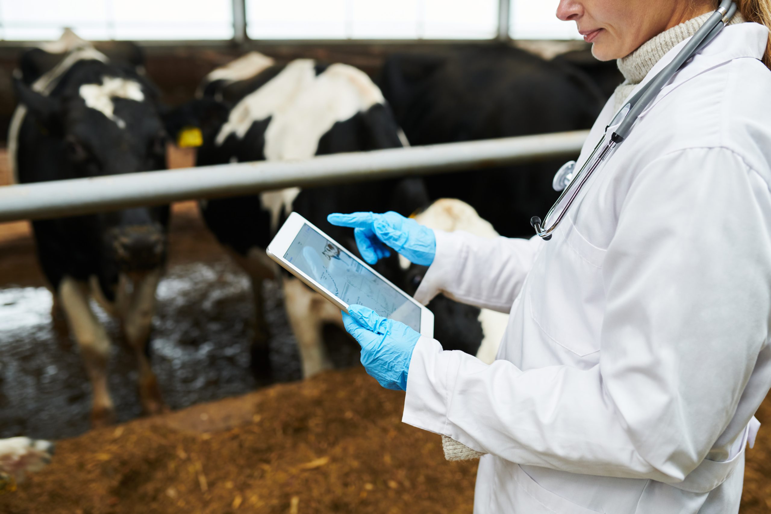 ‘€660 to cull a badger’ in 2024 as part of TB strategy according to DAFM estimates