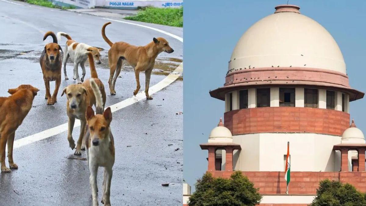 Verdict reserved: Supreme Court to decide on stray dog crisis